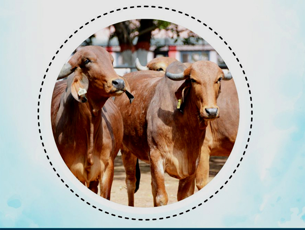 FMD संक्रमण में बड़ी गिरावट: केंद्र