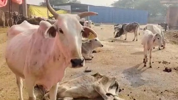 बदायूं में गोवंश की मौत पर बड़ी कार्रवाई, दो पशु चिकित्साधिकारी निलंबित; दो बीडीओ के निलंबन की संस्तुति